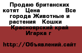 Продаю британских котят › Цена ­ 30 000 - Все города Животные и растения » Кошки   . Красноярский край,Игарка г.